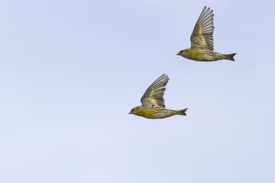 Spruce Siskin