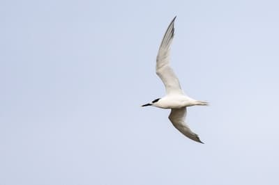 Sandwich Tern