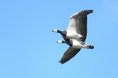 Barnacle Goose