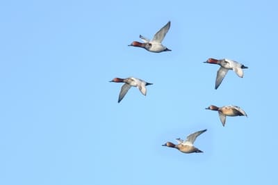 Common Pochard