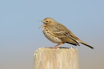 Meadow Pipit