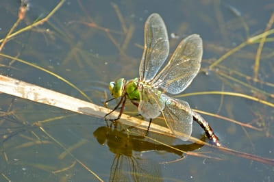 Emperor Dragonfly