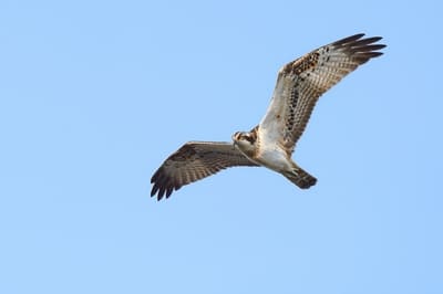 Osprey