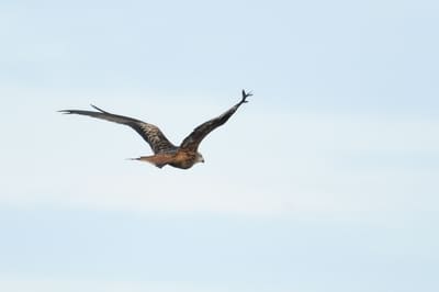 Pallid Harrier