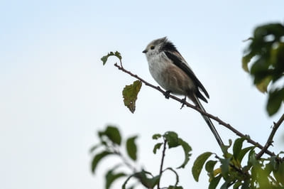 Long-tailed Tit