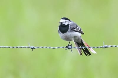 Pied White Wagtail