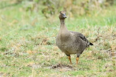 Bean Goose