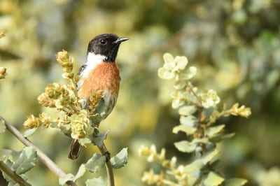 European Stonechat