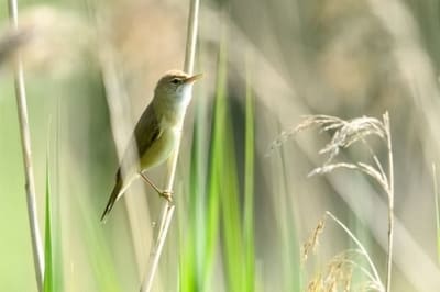 Common Reed Warbler