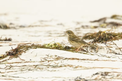 Meadow Pipit