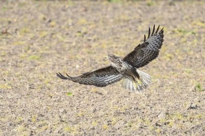 Eurasian Buzzard