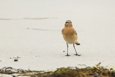 Northern Wheatear