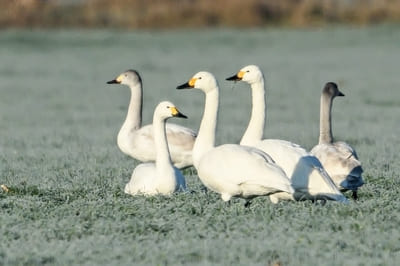 Tundra Swan