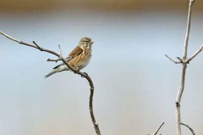 Linnet