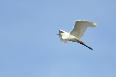 Great Egret