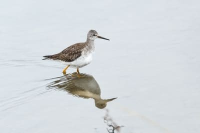 Lesser Yellowlegs