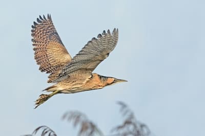 Eurasian Bittern