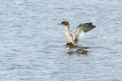 Goosander