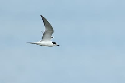 Common Tern