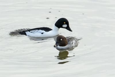 Common Goldeneye