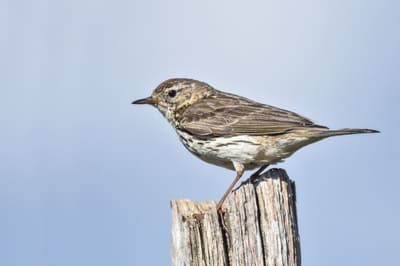 Meadow Pipit 