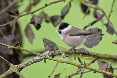 Marsh Tit