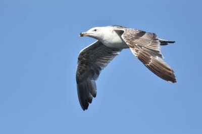 Greater Black-backed Gull 