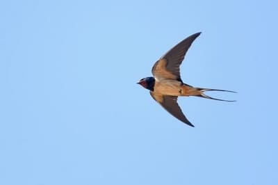 Barnswallow