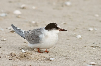 Arctic Tern