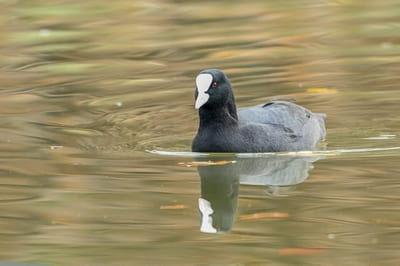 Black Coot