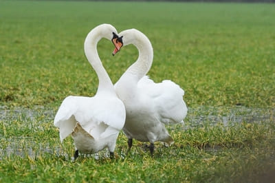 Mute Swan