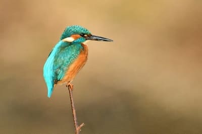 River Kingfisher