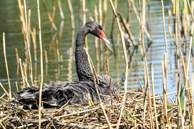 Black Swan