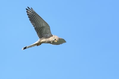 Common Kestrel