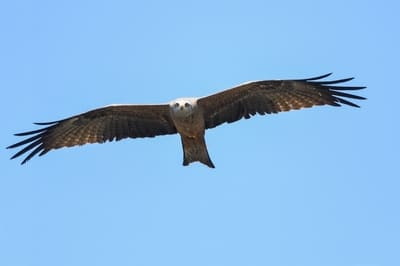 Black Kite