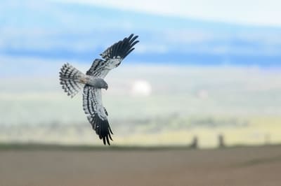 Montague&apos;s Harrier