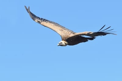 Griffon Vulture