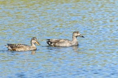 Gadwall