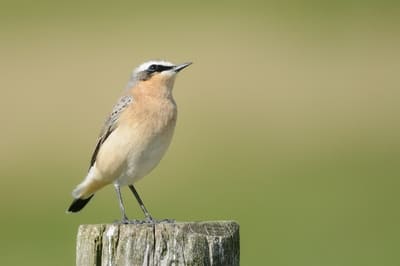 Northern Wheatear