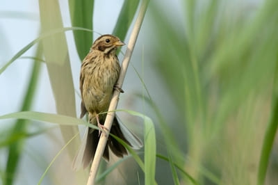 Reed Bunting