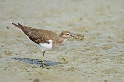 Green Sandpiper