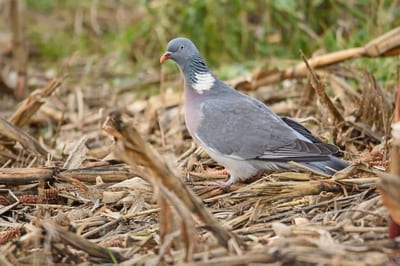 Common Woud Pigeon