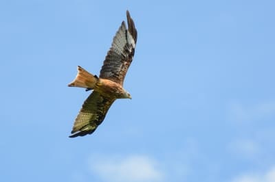 Red Kite