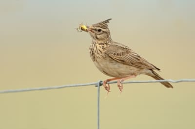 Crested Lark