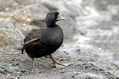 Black Scoter