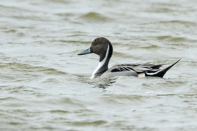 Northern Pintail