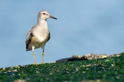 Red Knot