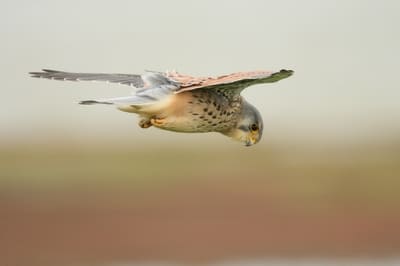 Common Kestrel