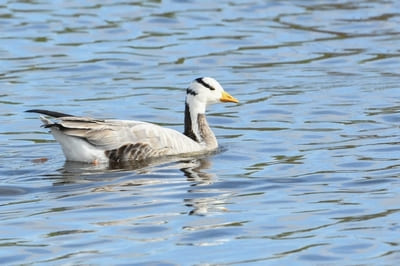 Bar-headed Goose