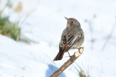 Black Redstart